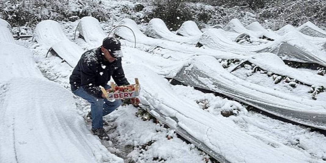 1100 rakımlı mahalleyi kar kapladı, hasat devam etti! Talep artıyor, hiçbir şey engel olmuyor: Lezzetini herkes biliyor 2
